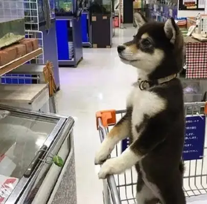 And when the master brought him to the supermarket, he saw the sausage and he was excited: