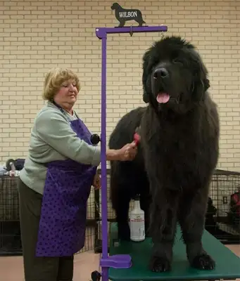 The 10 largest dogs in the world are as big as bears and tall as horses