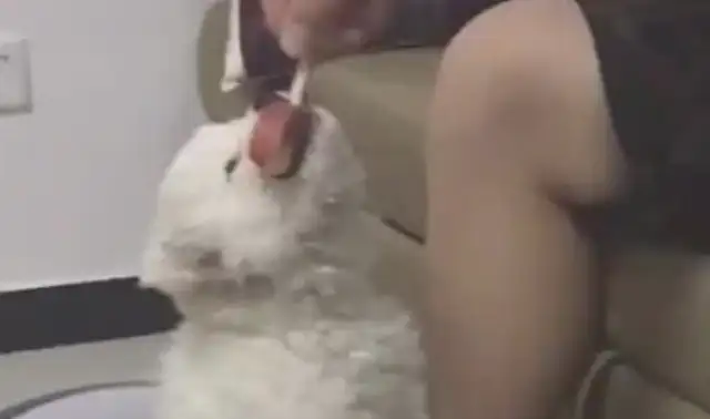 The little dog bites the ice cream and the owner can't pull it