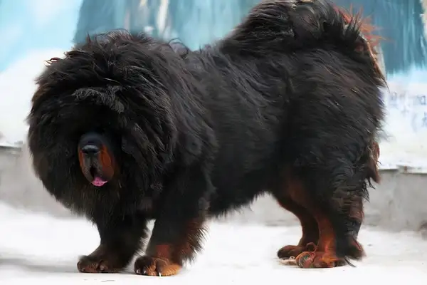The 10 largest dogs in the world are as big as bears and tall as horses