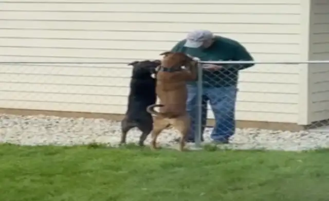 Neighbors touch dogs by the fence
