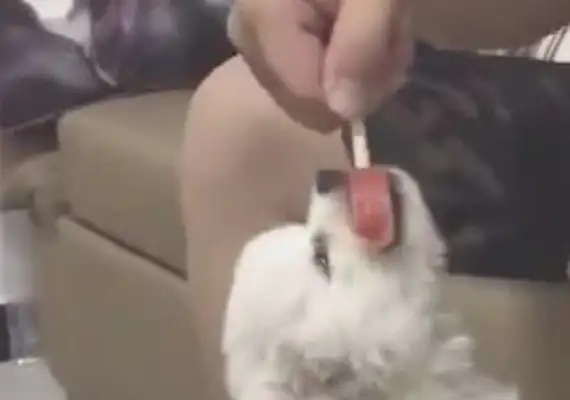 The little dog bites the ice cream and the owner can't pull it