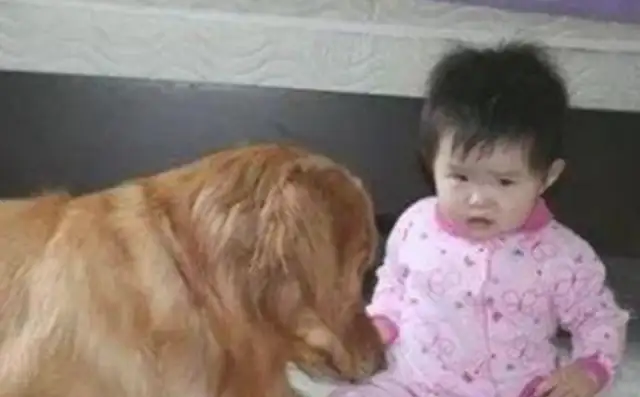 The man came home and found the child missing. The dog's mouth was covered in blood