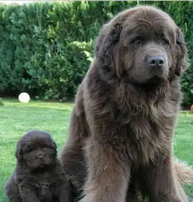The 10 largest dogs in the world are as big as bears and tall as horses