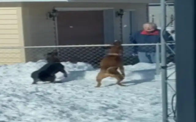 Neighbors touch dogs by the fence