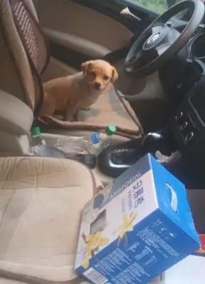 The girl picked up a dog on the way home and almost laughed when she came home from the bathroom