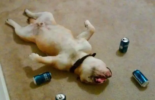 The master didn't like the wine, so he called the dog, and...