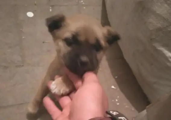 I found a stray dog in front of the factory, and the girls wanted to adopt