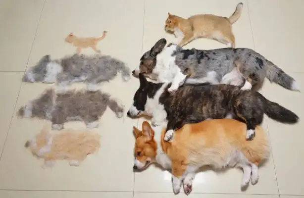 How hairy can three dogs and one cat be? It's so fun to get a tan on the Internet