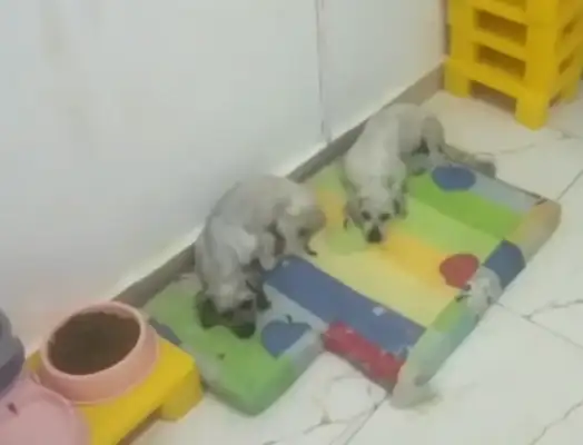 Not only did he ignore them, he sold Teddy to the doghouse
