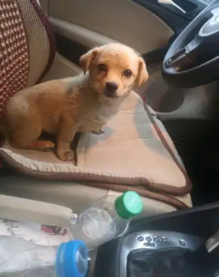 The girl picked up a dog on the way home and almost laughed when she came home from the bathroom