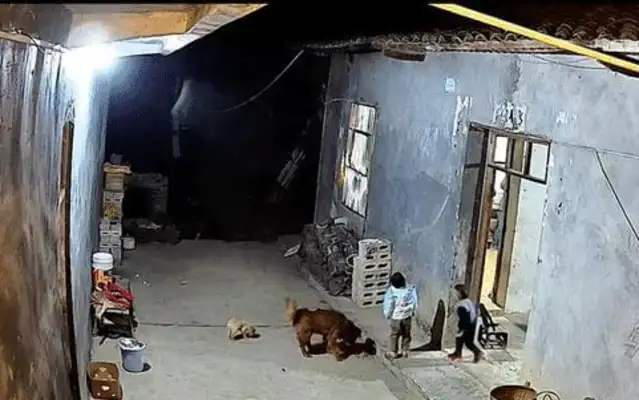 The kid fell on the dog. Grandpa mistook the dog for bullying him