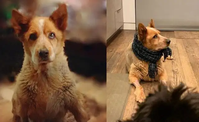A stray dog weighs 53 kilos