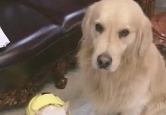 The dog pees at home, the master is upset to understand, and the golden hair is afraid of being strangulated to emphasize the murderer