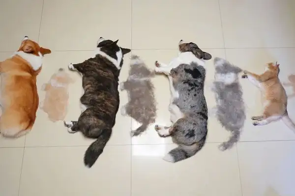How hairy can three dogs and one cat be? It's so fun to get a tan on the Internet