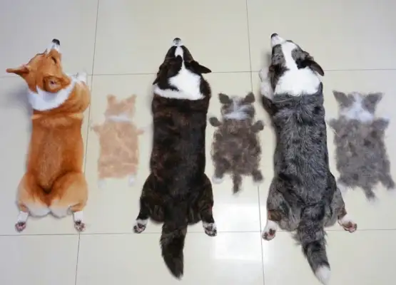 How hairy can three dogs and one cat be? It's so fun to get a tan on the Internet