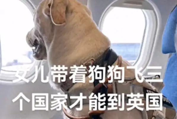 My daughter is going to study in England, and Dad's worried that she'll be alone, so he decided to send the dog with her