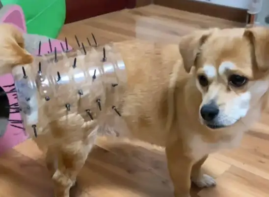 In order to avoid having a dog pregnant, the master made a magic device: Is that okay