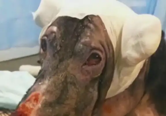 Pregnant dogs rush into the fire and rescue their owners, and they get abandoned: treatment costs too much