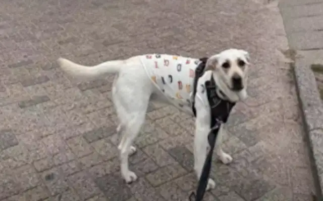My daughter is going to study in England, and Dad's worried that she'll be alone, so he decided to send the dog with her