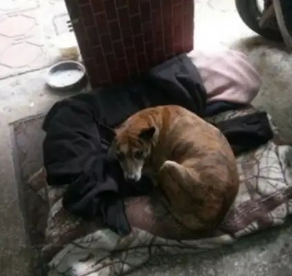 Faith Dog: Four years after being abandoned, the tiger dog is still in the back alley, hoping to meet his former master