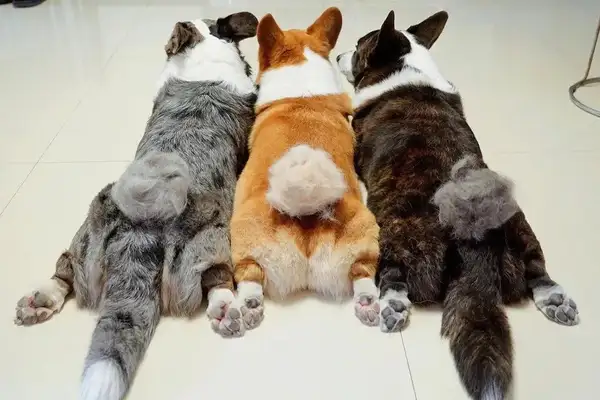 How hairy can three dogs and one cat be? It's so fun to get a tan on the Internet