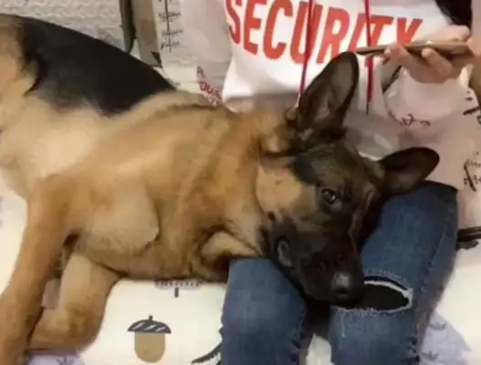 A girl's pet dog, lying down on a woman's leg every day until she behaves violently