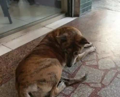 Faith Dog: Four years after being abandoned, the tiger dog is still in the back alley, hoping to meet his former master