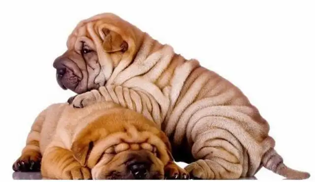 An impressive picture of a milk dog holding a group for warmth