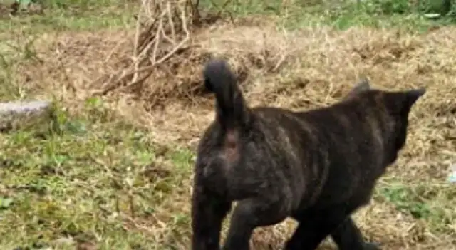 I found a little stray dog, and the neighbor looked straight in the eye: The dog had a big head