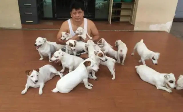 The master is obsessed with a dog, 20 at a time, sleeping at night