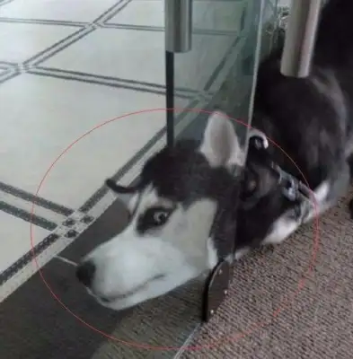 The master is afraid that the 2nd-Hare family will take the job and hear the dog barking at it
