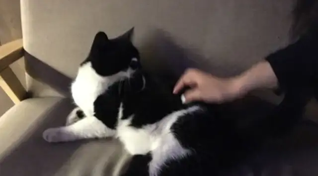 It's not so sweet, it's not only painful, it's rabies