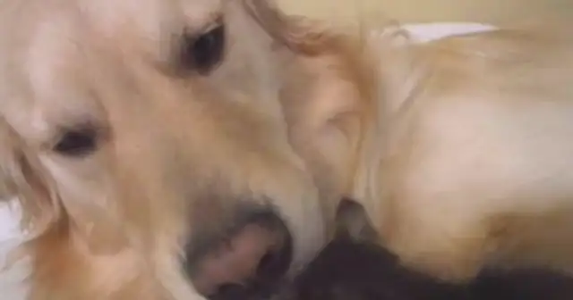 Blondie Dogs love to pick up things, and this time they picked up a little kitty cat and came home, Pussy Puss: No wonder it's so easy