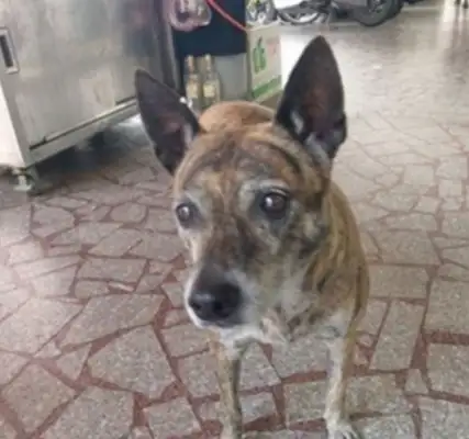 Faith Dog: Four years after being abandoned, the tiger dog is still in the back alley, hoping to meet his former master