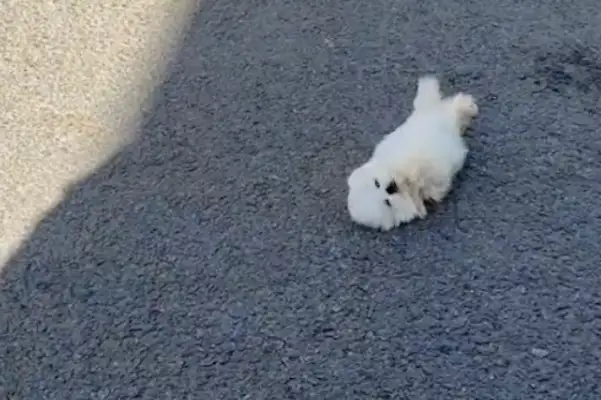 There's a storm coming, and the dog's been blown over the floor, and it's so sad and funny