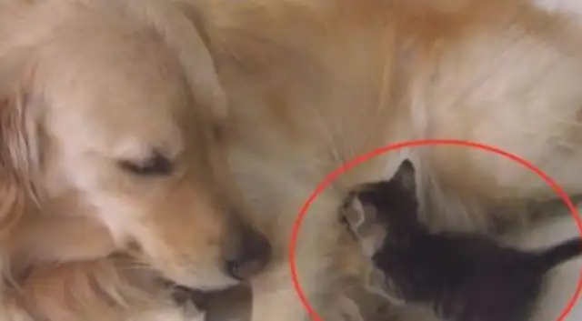 Blondie Dogs love to pick up things, and this time they picked up a little kitty cat and came home, Pussy Puss: No wonder it's so easy
