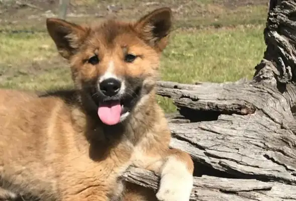 The dog came to the house asking for adoption, and the more the master got wrong, the vet looked at it: not a dog