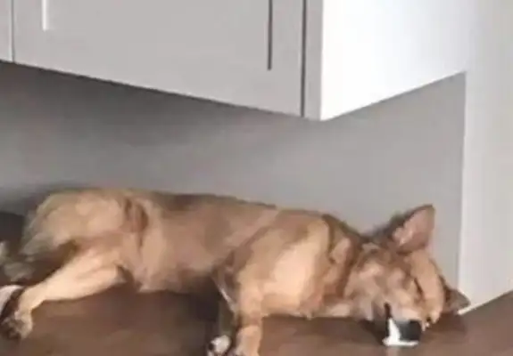 The man came home and found the child missing. The dog's mouth was covered in blood