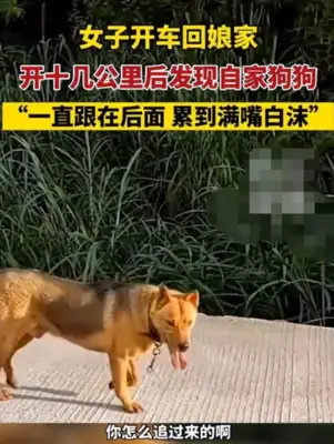 A woman drove home to her mother's house, and her dog couldn't sleep