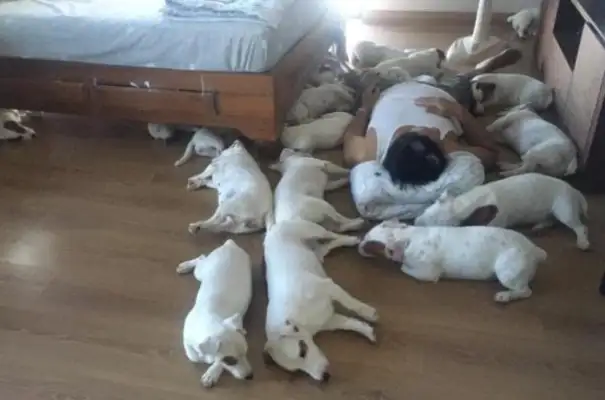 The master is obsessed with a dog, 20 at a time, sleeping at night