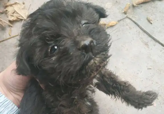 People say stray dogs pick up the little ones and throw them in the garbage. Drop it