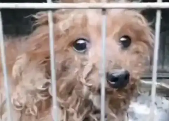 Teddy, who's been abused for a long time and doesn't live like a stray dog