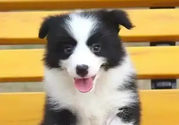 The dog in the pet store is missing and the owner claims more than 36,000