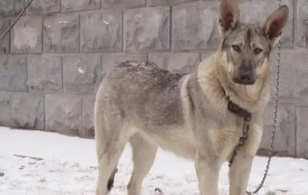 In World War II, the native dog, specializing in the control of the Japanese wolf, was dubbed "The Dog Seal King"