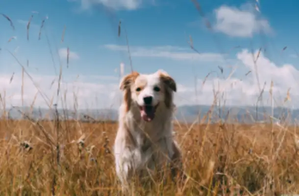 A woman drove home to her mother's house, and her dog couldn't sleep