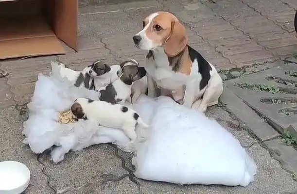 Seven Pure Beagles, mother-in-law, abandoned on the streets