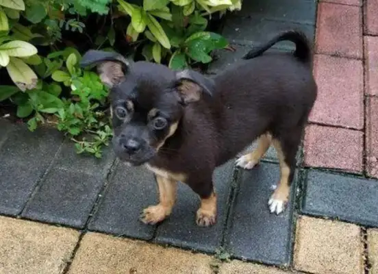 Little stray dogs are not adopted, hungry and begging
