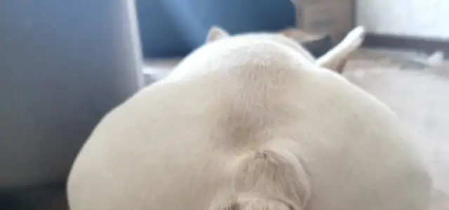 The dog's summer record