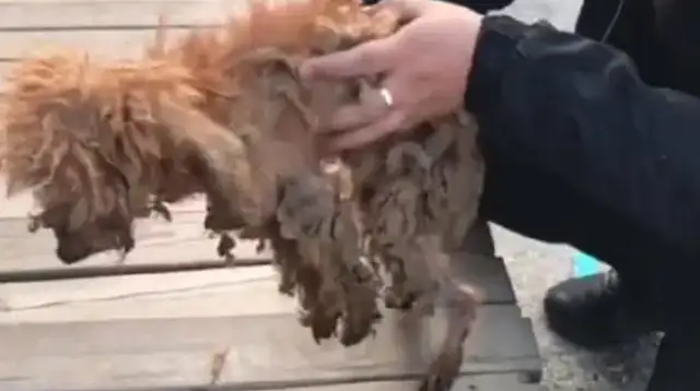 Teddy, who's been abused for a long time and doesn't live like a stray dog